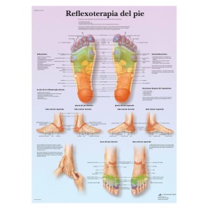 3B Scientific Printed in Paper, reflexoterapia Planting, 1