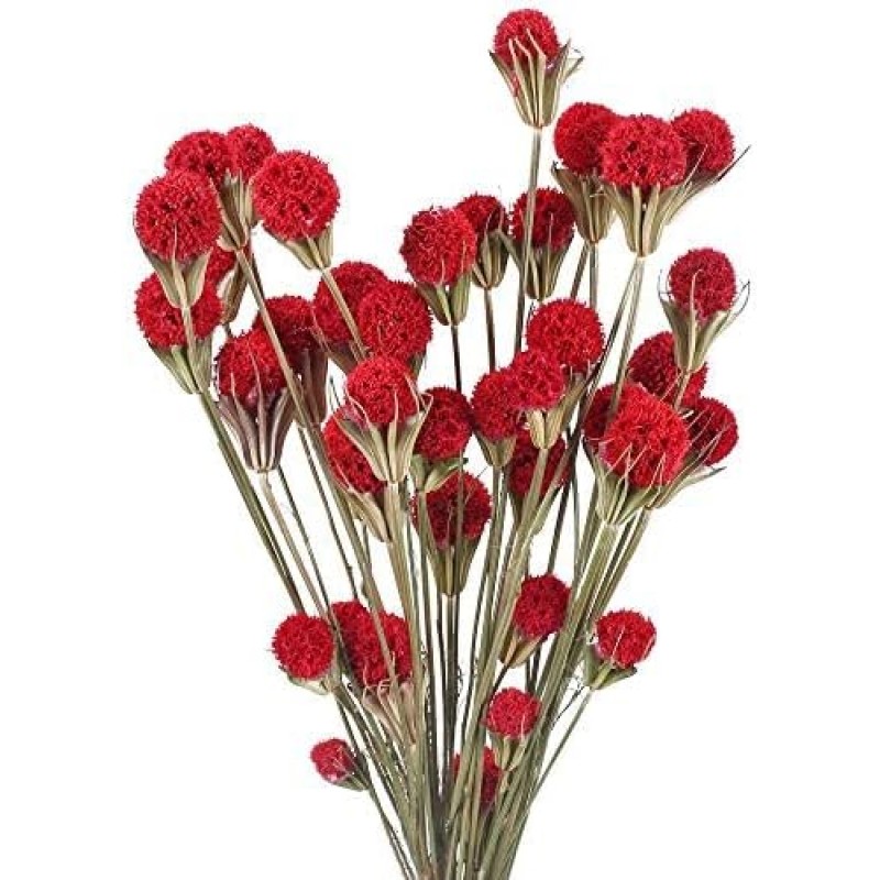 SLFYEE Craspedia Dried Flowers, Decorative Bouquet, Natural Billy Button Balls for Vase, Table Decoration, Wedding, Home, Party, Photography, Red, Pack of 36