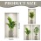 Fyihoxi Pack of 3 Wall Stickers Plants, 3D Wall Stickers with Green Plants, 45 x 23 cm, 3D Effect Wall Sticker Plants for Kitchen, Bedroom, Office, Wall Decoration