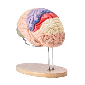 VEVOR Human Brain Model Anatomy, 2 x Life-Size 4-Piece Human Brain Anatomical Model with Labels & Display Base, Colour-Coded Removable Brain Research on Teaching