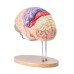 VEVOR Human Brain Model Anatomy, 2 x Life-Size 4-Piece Human Brain Anatomical Model with Labels & Display Base, Colour-Coded Removable Brain Research on Teaching