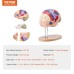 VEVOR Human Brain Model Anatomy, 2 x Life-Size 4-Piece Human Brain Anatomical Model with Labels & Display Base, Colour-Coded Removable Brain Research on Teaching