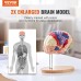 VEVOR Human Brain Model Anatomy, 2 x Life-Size 4-Piece Human Brain Anatomical Model with Labels & Display Base, Colour-Coded Removable Brain Research on Teaching