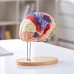 VEVOR Human Brain Model Anatomy, 2 x Life-Size 4-Piece Human Brain Anatomical Model with Labels & Display Base, Colour-Coded Removable Brain Research on Teaching