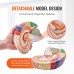 VEVOR Human Brain Model Anatomy, 2 x Life-Size 4-Piece Human Brain Anatomical Model with Labels & Display Base, Colour-Coded Removable Brain Research on Teaching