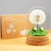 Wunscherfüller Dandelion in Glass - Special Gift Idea, Birthday Gift for Women, Lucky Charm and Small Item for Girlfriend, Decorative Gifts in Glass, Flowers Gift