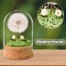 Wunscherfüller Dandelion in Glass - Special Gift Idea, Birthday Gift for Women, Lucky Charm and Small Item for Girlfriend, Decorative Gifts in Glass, Flowers Gift